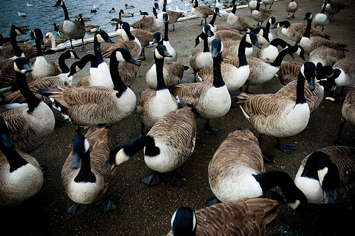 Evil Geese